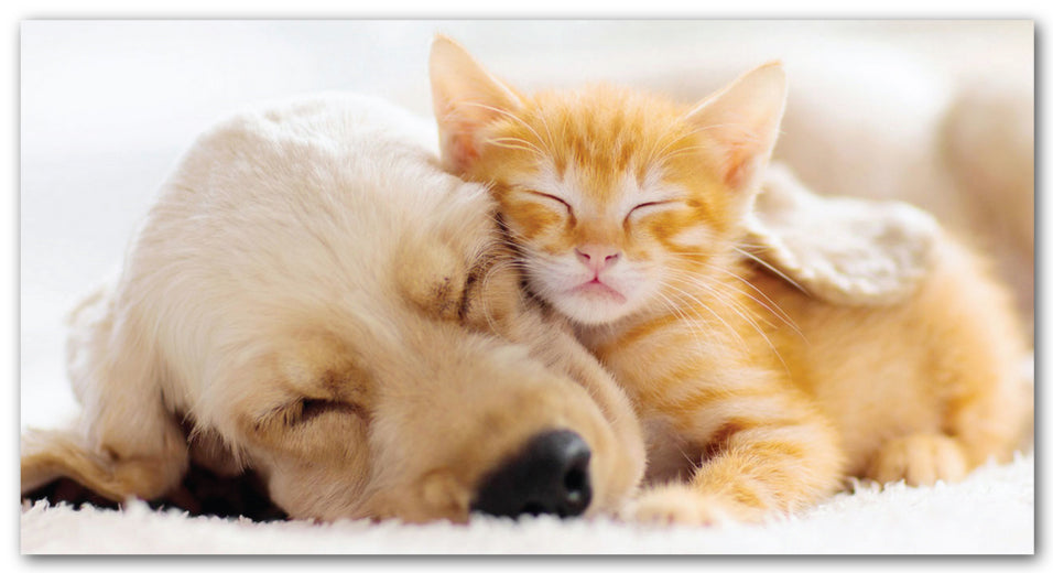 Meadowfield voor honden- en kattenvoer, uw specialist