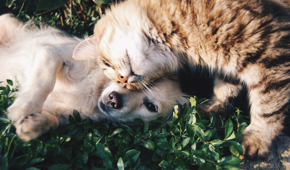 Een lichtkleurige hond en een cyperse kat liggen samen knus tegen elkaar in het gras, ideaal voor duo namen voor twee huisdieren