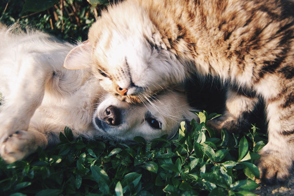 Duo namen voor twee honden of katten: leuke ideeen