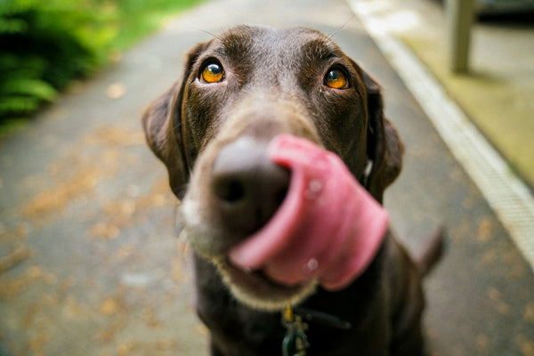 Weerstand van je hond of kat ondersteunen met voeding