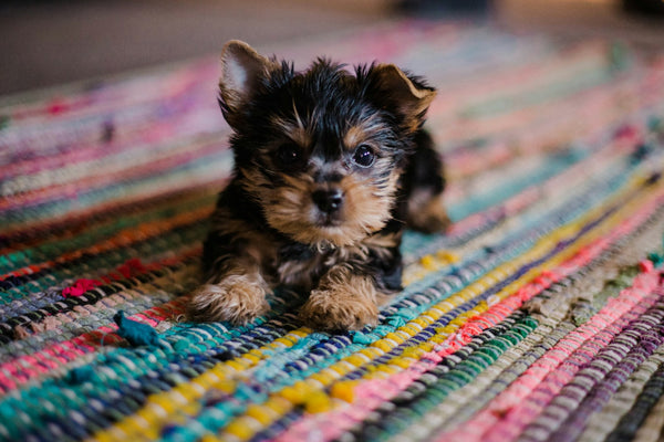 Wat heb je nodig voor een puppy? Complete checklist