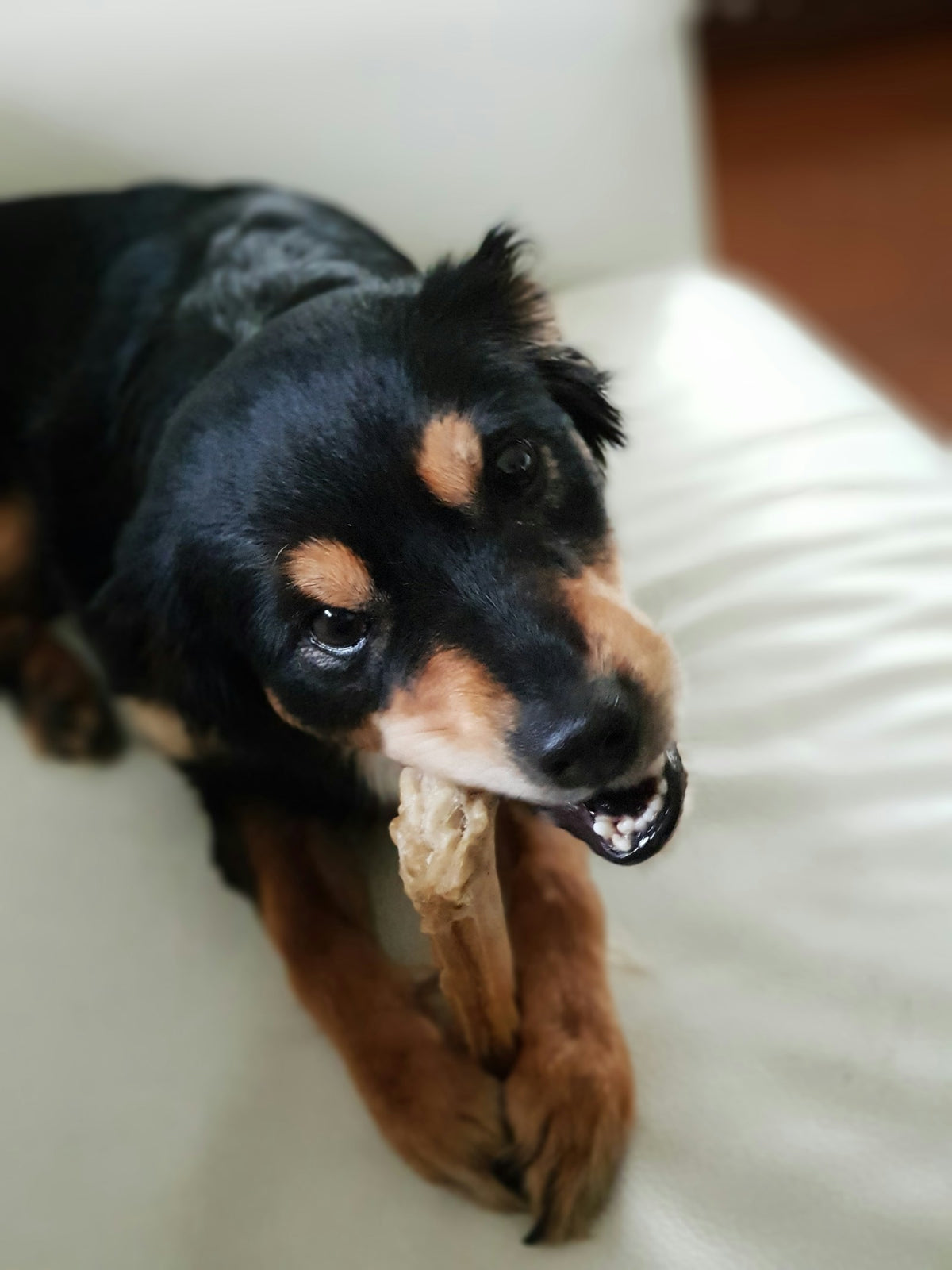 Zwart-bruine hond kauwt op een harde kauwsnack - geef een yak bot altijd onder toezicht