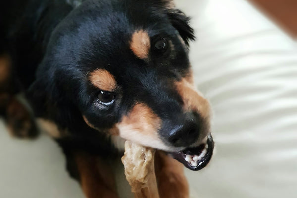Is een yak bot gevaarlijk voor honden?
