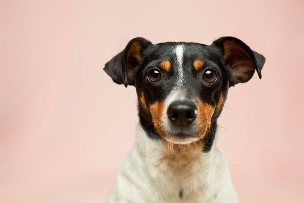 Leuke weetjes over honden: feiten die je nog niet wist