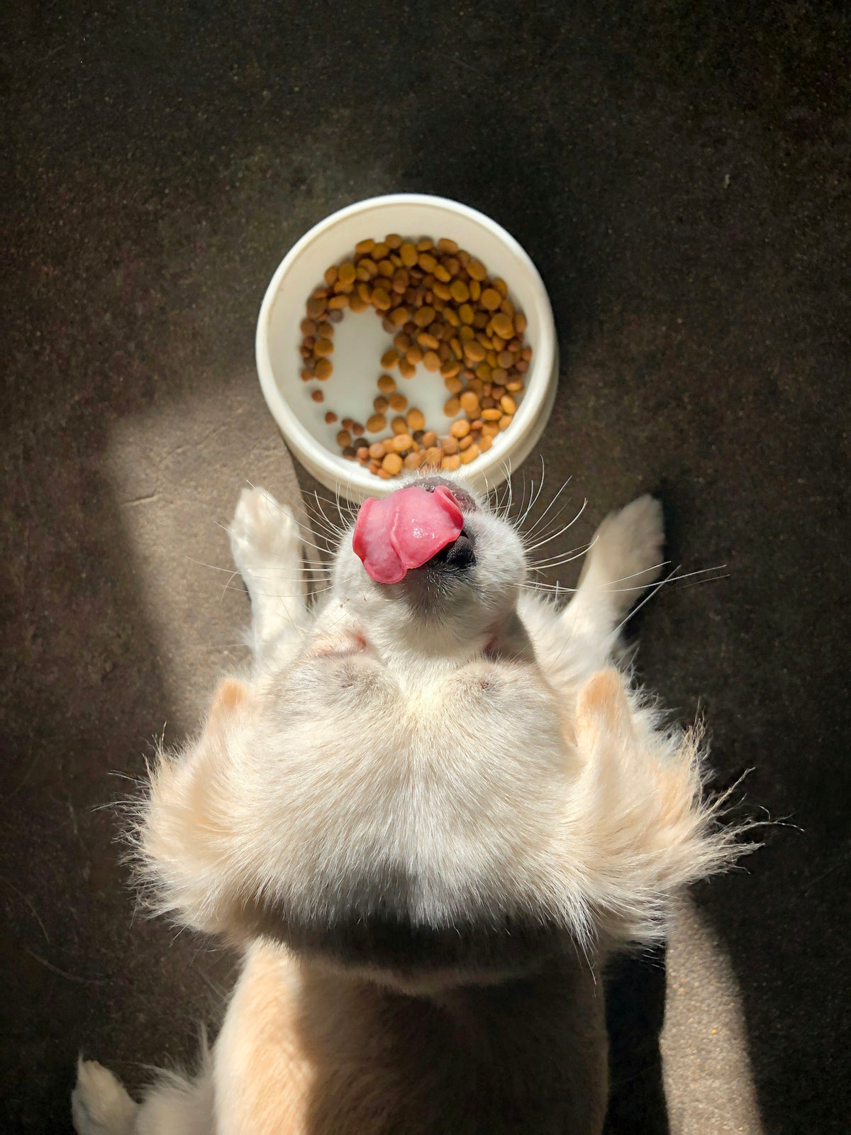 Hond wacht bij voerbak op zijn maaltijd, vergelijking tussen graanvrij en glutenvrij hondenvoer