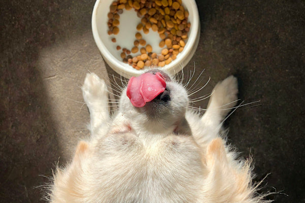 Wat moet ik mijn hond geven? Volledig voedingsgids per dag
