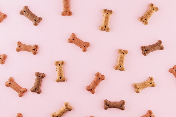 Insectensnacks voor honden: duurzaam en hypoallergeen