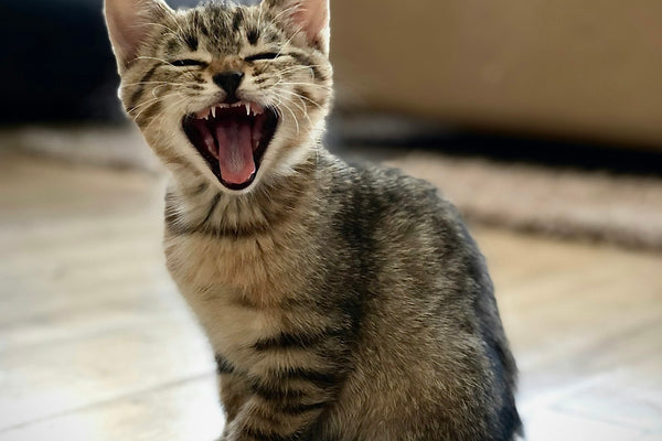Kitten in huis: complete checklist voor de eerste weken