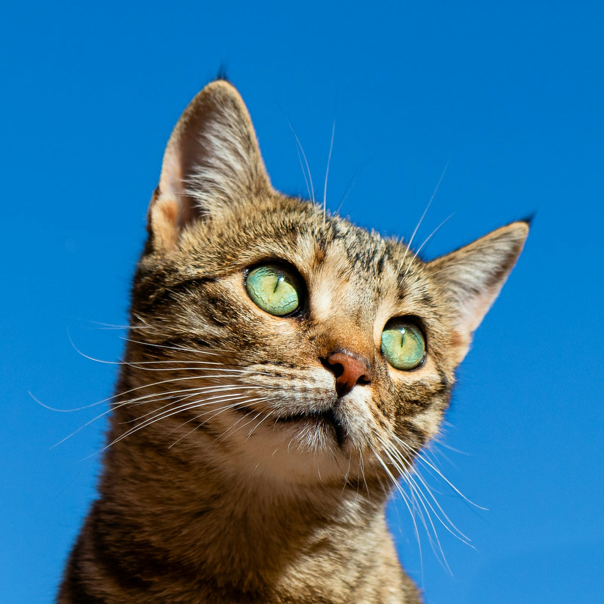 Close-up van een cyperse kat met opvallend groene ogen tegen een blauwe lucht, het zicht en de kleuren die katten zien