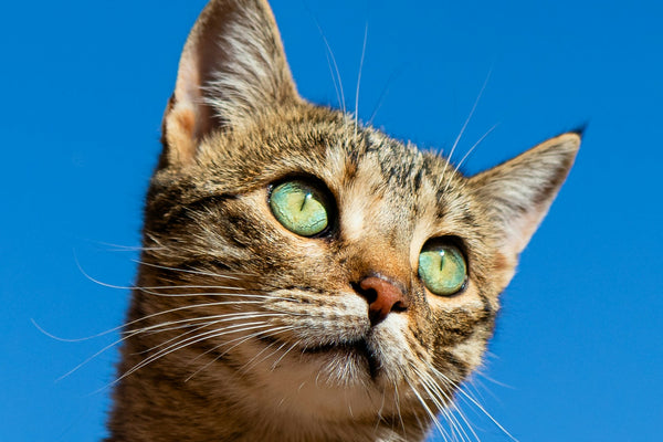 Welke kleuren zien katten? Zo werkt het zicht van je kat
