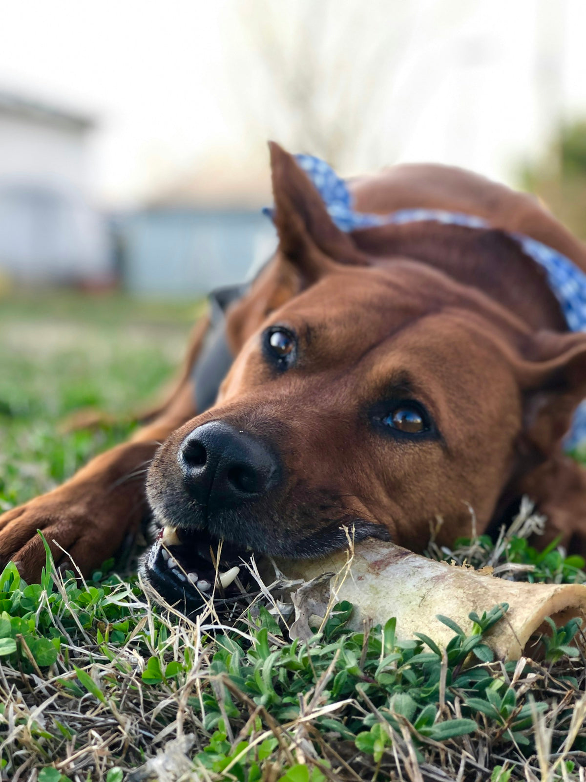 Bruine hond ligt ontspannen in het gras en kauwt op een natuurlijke kauwsnack