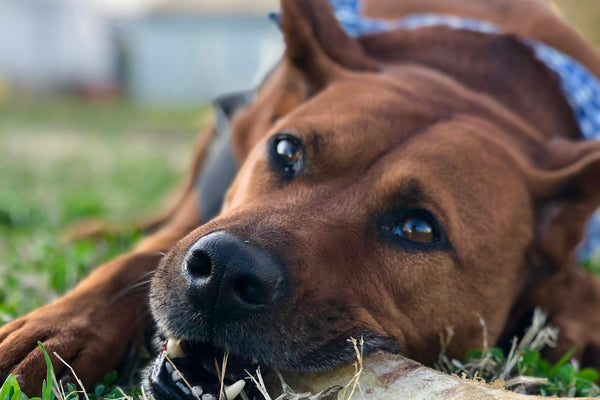 Natuurlijke kauwsnacks voor honden: welke zijn veilig?