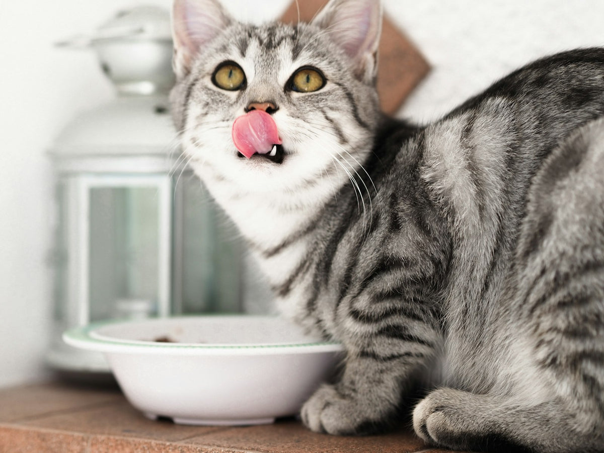 Kat eet uit voerbakje, vergelijking tussen natvoer en droogvoer voor katten