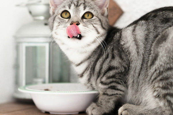 Natvoer of droogvoer voor katten? Het volledige antwoord