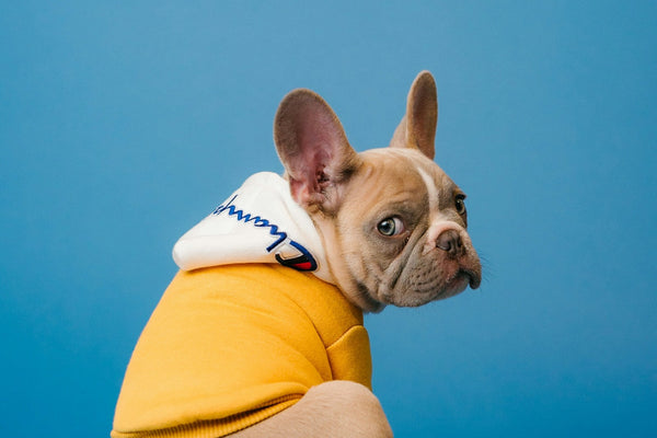 Tandverzorging bij honden: dental sticks, kauwsnacks en poetsen