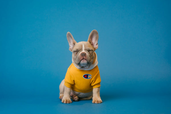 Mergpijp voor honden: veilig of niet?