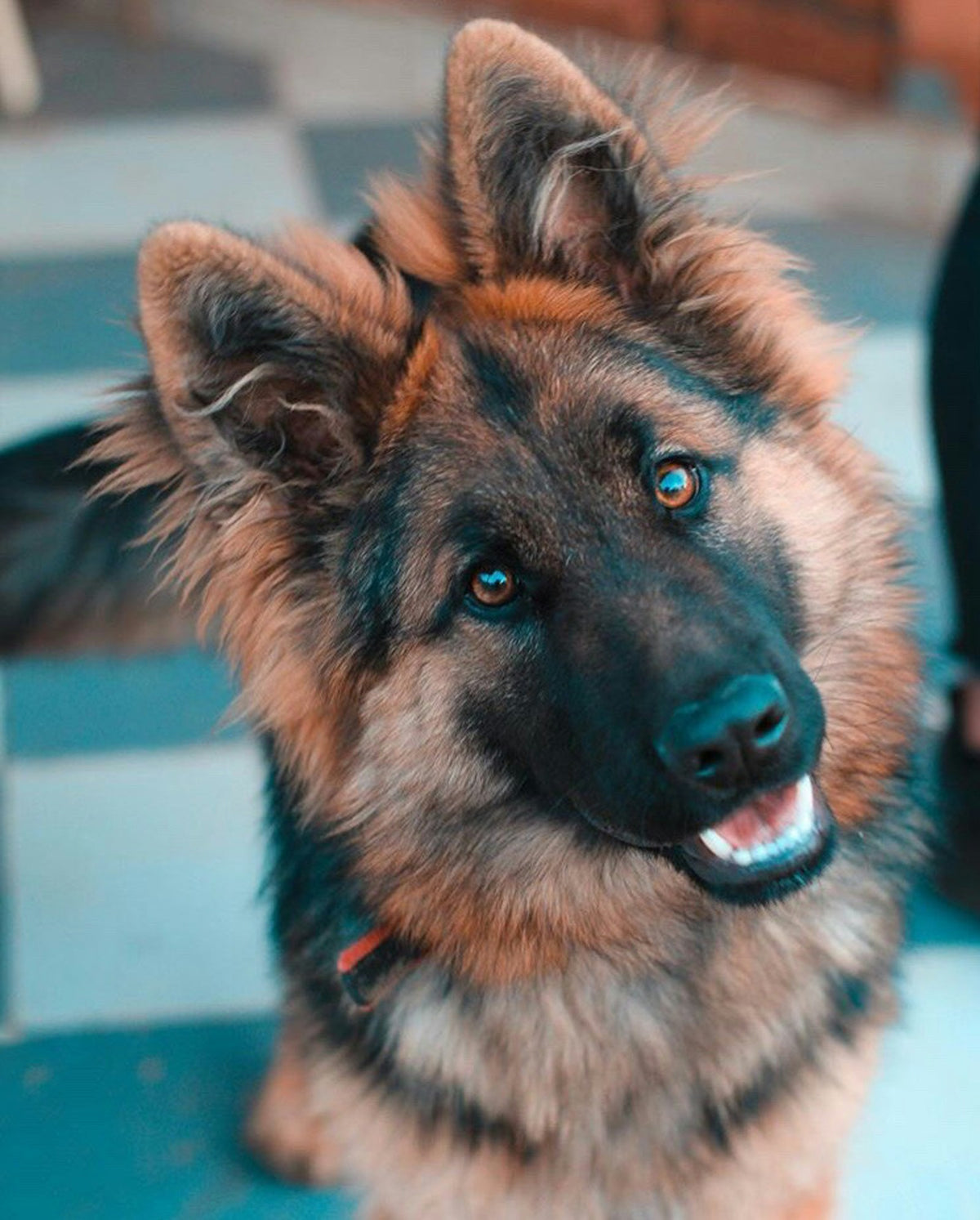Langharige Duitse herder kijkt op, lam en rijst hondenvoer is een milde keuze voor honden met een gevoelige spijsvertering