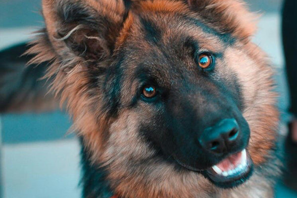 Lam en rijst hondenvoer: voor welke hond is het geschikt?