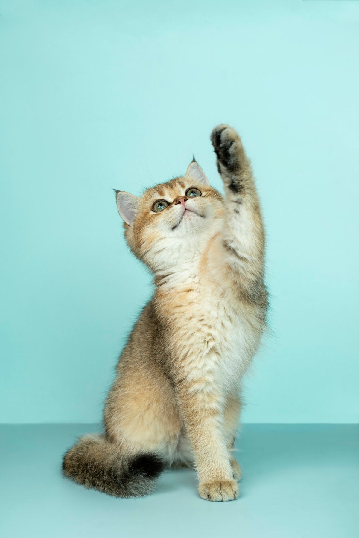 Goudkleurige kat reikt met een poot omhoog, klaar voor een beloning