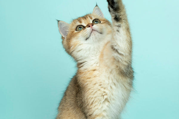 Gezonde kattensnacks: vis en natuurlijke beloningen