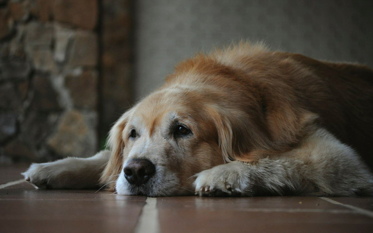 Oudere hond ligt rustig op de vloer, soepele gewrichten ondersteunen met voeding en supplementen