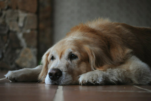 Gewrichtsklachten bij oudere honden: voeding en supplementen