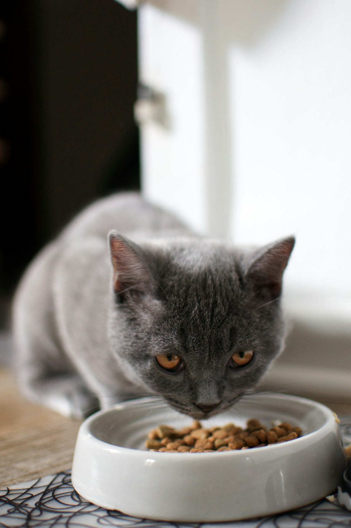 Kat geniet van haar maaltijd, vind de beste kattenbrokken die passen bij de levensfase van jouw kat