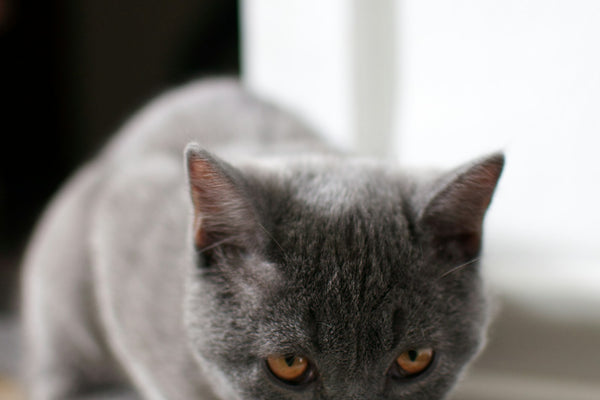 Beste kattenbrokken 2026: welke past bij jouw kat?