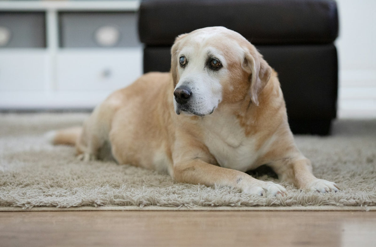 Senior gele labrador met grijze snuit die rustig op een kleed in huis ligt