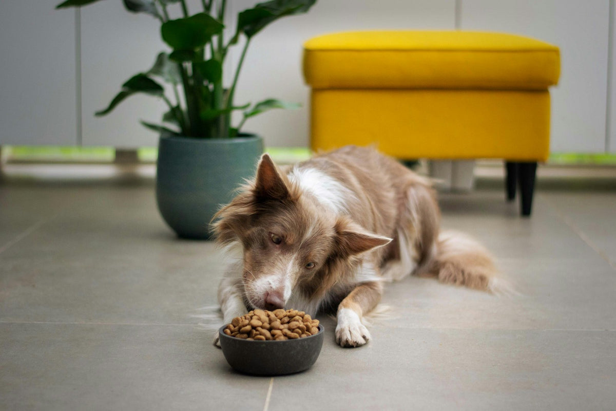 Bruin-witte hond die brokken uit een voerbak eet