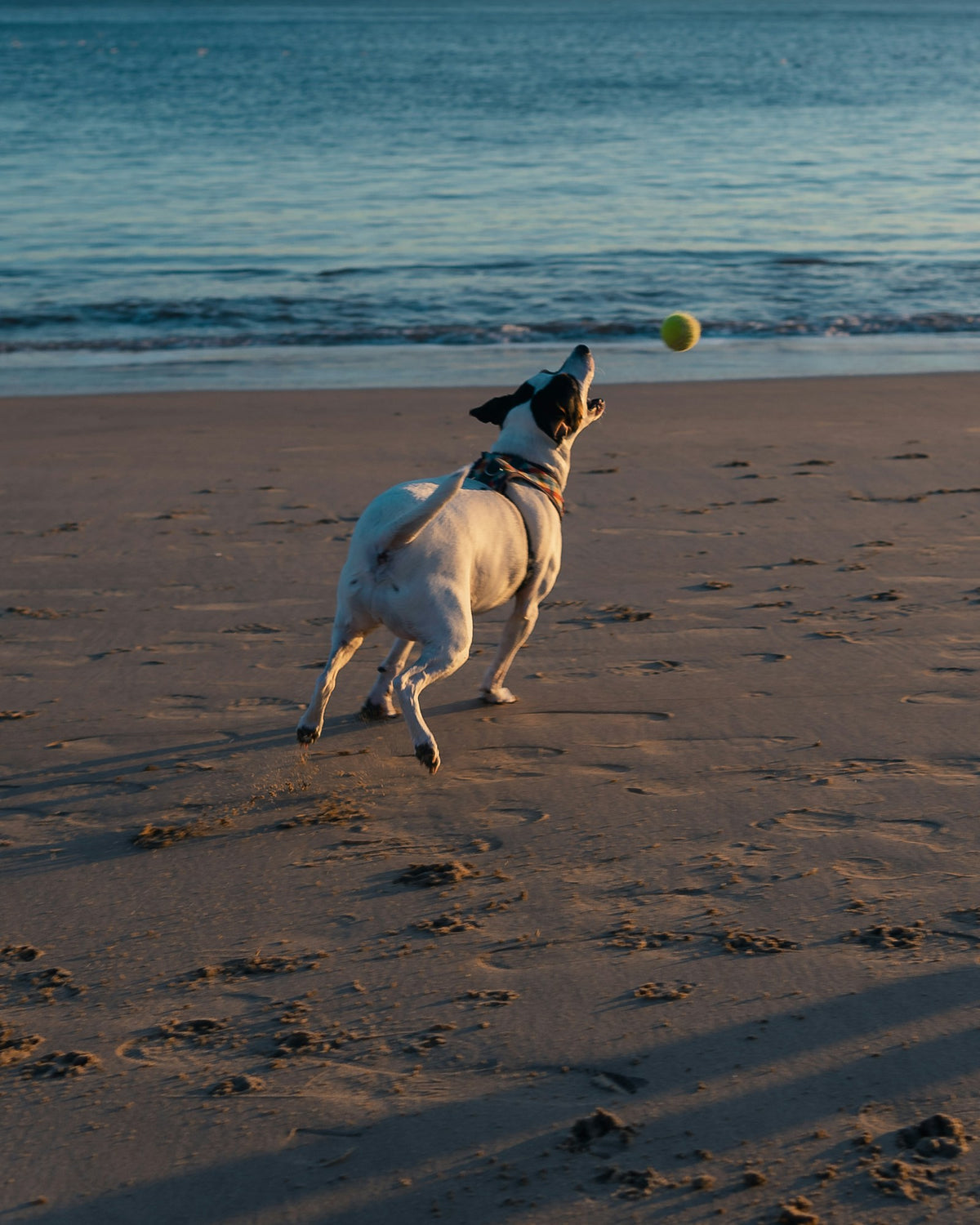 Hond rent op het strand achter een bal aan, veilig buiten spelen met hondenspeelgoed