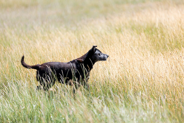 Natuurlijke middelen tegen teken bij honden: wat werkt echt?