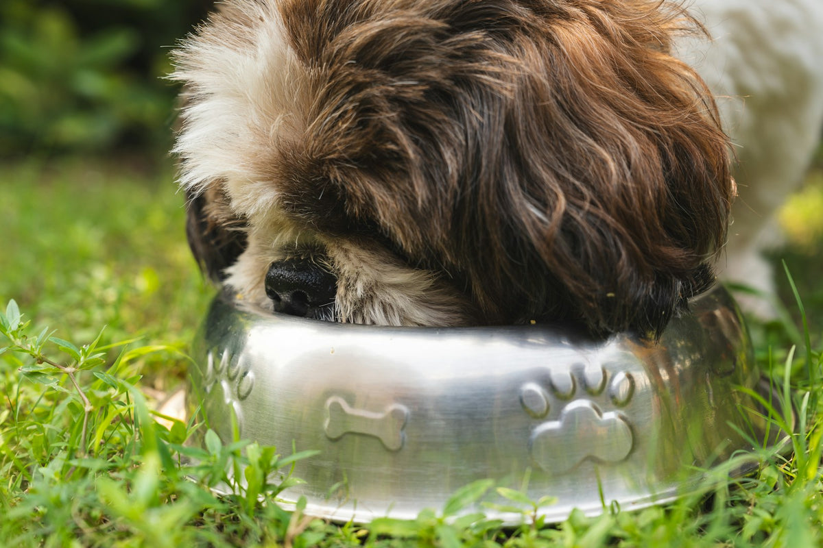 Bruin met witte hond eet uit een metalen voerbak