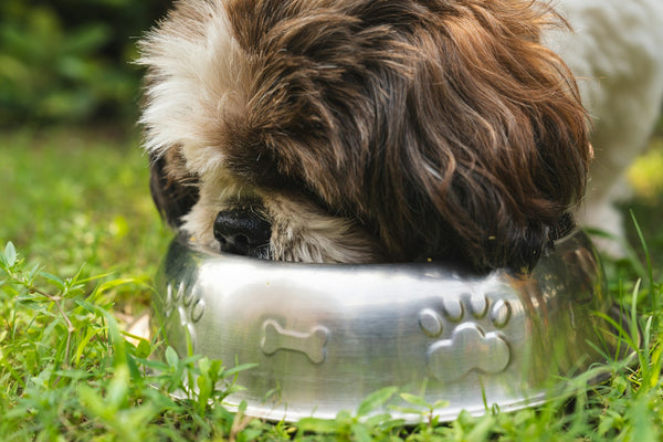 Blikvoer voor honden: gezond of niet? Alles over natvoer