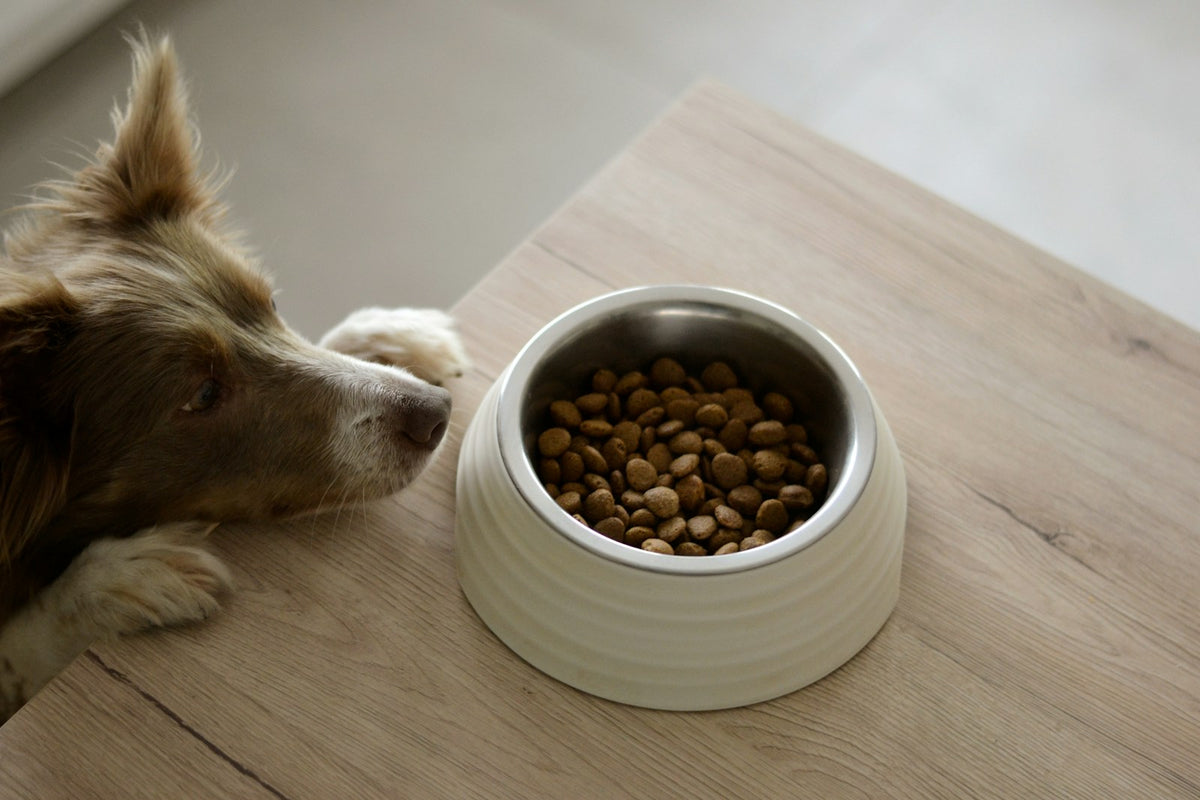 Bruin-witte hond eet brokken uit een voerbak, kies de beste hondenvoeding voor jouw hond