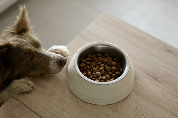 Beste hondenvoeding 2026: hoe kies je voer dat bij je hond past?