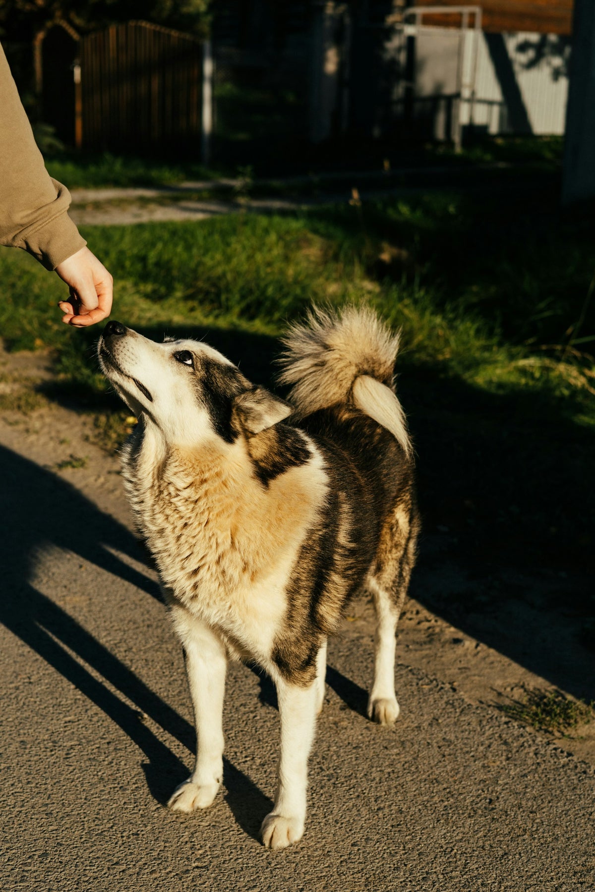 Persoon beloont een aandachtige hond buiten met een trainingssnack uit de hand