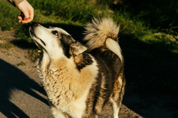 Hotdog-trainingssnacks voor honden: lekker belonen zonder risico