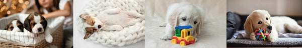 Puppy in huis